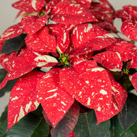 Poinsettia Glitter (Alexandrino)