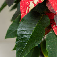 Poinsettia Glitter (Alexandrino)