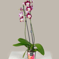 Double Stem Phalaenopsis Orchid