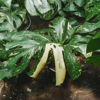 Monstera Thai Constellation