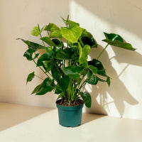 Exotica Plants Store Anthurium Samora houseplant with glossy green leaves and white spathes in a green plastic pot.