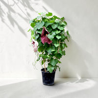 Exotica Plants Store Aristolochia gigantea vine with heart-shaped green leaves and large burgundy patterned flowers.