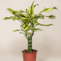 Exotica Plants Store Dracaena Yellow Coast houseplant with variegated yellow and green leaves in a brown plastic pot