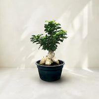 Exotica Plants Store Ficus Ginseng Bonsai with a thick sculptural trunk and glossy green leaves in a black pot