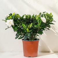 Exotica Plants Store Gardenia jasminoides houseplant with creamy white flowers and glossy green leaves in a brown pot.