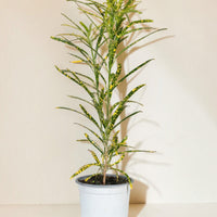 Exotica Plants Store Gold Dust Croton indoor houseplant with narrow green leaves and yellow spots in a white pot