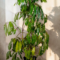 Exotica Plants Store large Schefflera Umbrella Tree with glossy green leaves in a black nursery pot