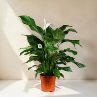 Exotica Plants Store Peace Lily plant with glossy green leaves and white flowers in a brown pot on a beige pedestal.