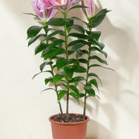 Exotica Plants Store potted Stargazer Lily with pink star-shaped blooms, crimson speckles, and lush green foliage.