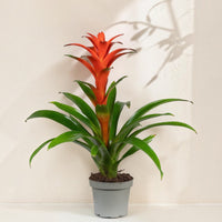 Exotica Plants Store Guzmania bromeliad with vibrant red-orange bracts and glossy green leaves in a grey pot.