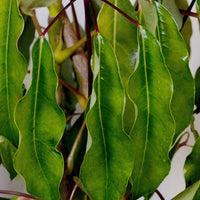 Exotica Plants Store Schefflera Umbrella Tree with glossy, vibrant green finger-like leaves in a close-up view.