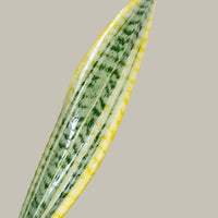 Exotica Plants Store Sansevieria Laurentii leaf with green variegated patterns and vibrant yellow margins