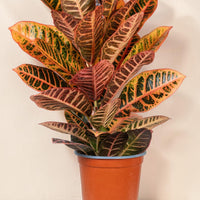 Exotica Plants Store tropical Croton houseplant with vibrant orange, red, and green variegated leaves in a brown pot.