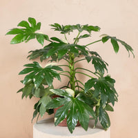 Exotica Plants Store variegated Fatsia japonica houseplant with glossy, cream and emerald-green palmate leaves.