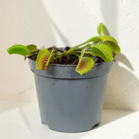 Exotica Plants Store Venus Flytrap with green leaves and red-tinged hinged traps in a grey plastic pot.