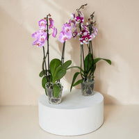 Double Stem Phalaenopsis Orchid