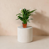 Spathiphyllum (Peace Lily)