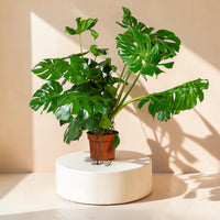 Monstera deliciosa (Swiss Cheese Plant)