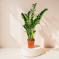 ZZ Plant (Zamioculcas zamiifolia)