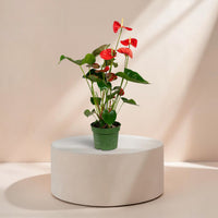 Anthurium (Jambo Red)