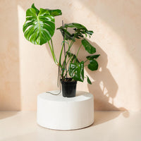 Monstera deliciosa (Swiss Cheese Plant)