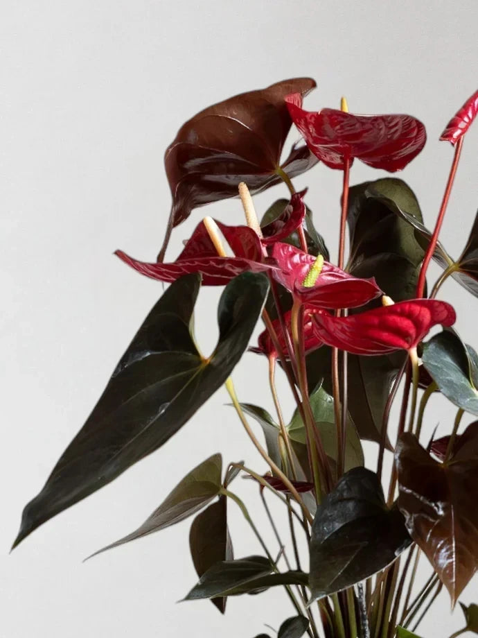Anthurium Delicata