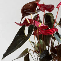 Anthurium Delicata
