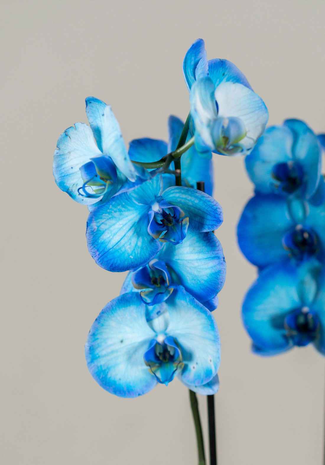 Blue Orchid Phalaenopsis – Double Stem