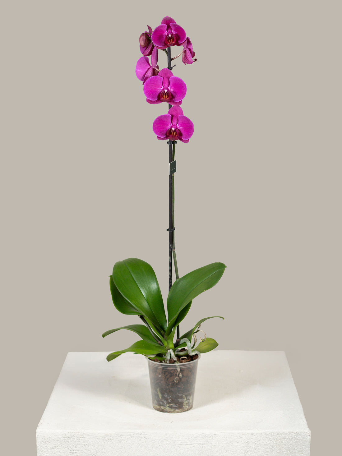 Single Stem Phalaenopsis Orchid