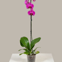 Single Stem Phalaenopsis Orchid