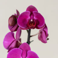 Single Stem Phalaenopsis Orchid