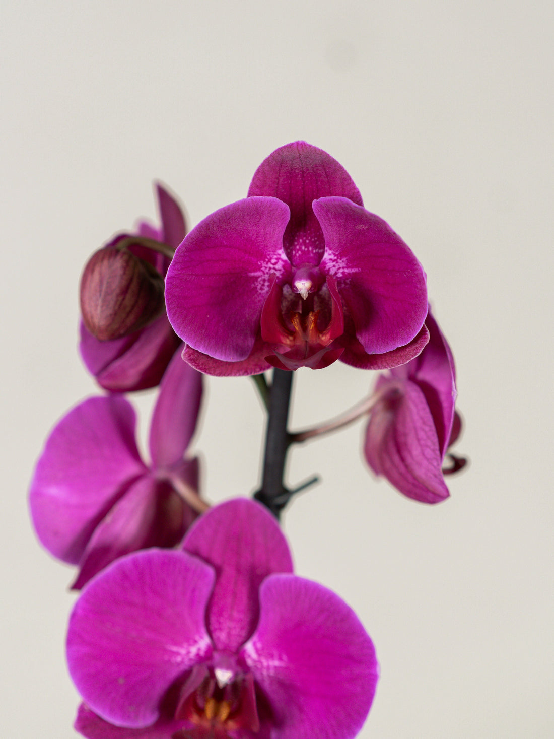Single Stem Phalaenopsis Orchid