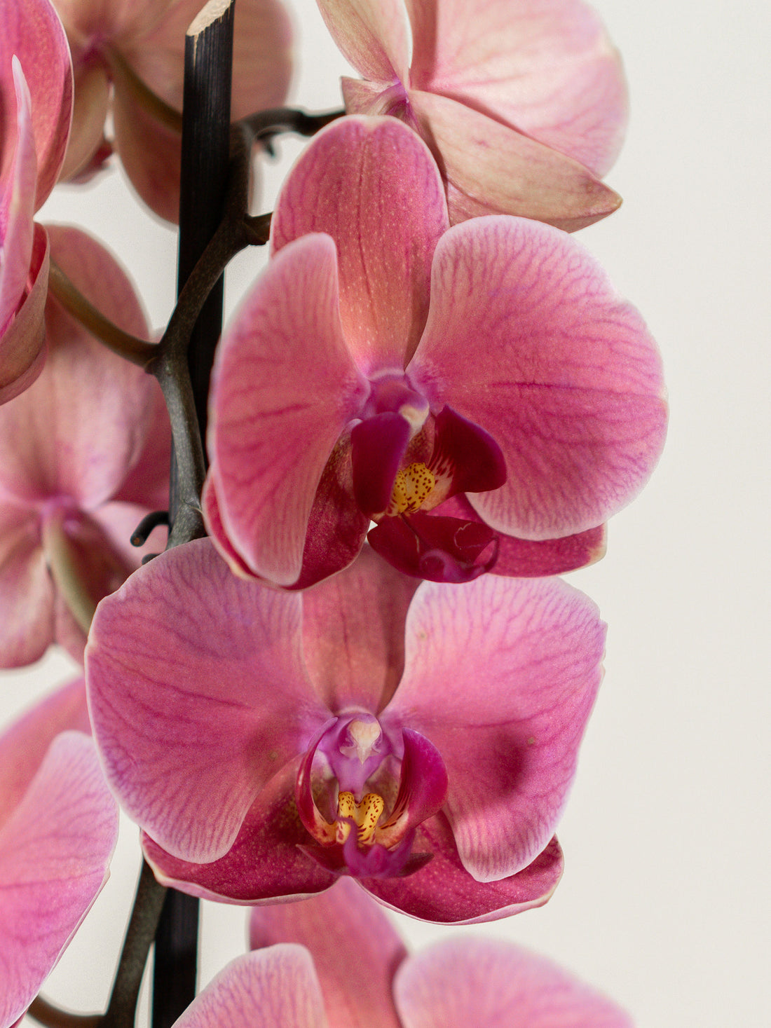 Single Stem Phalaenopsis Orchid
