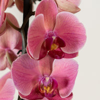 Single Stem Phalaenopsis Orchid