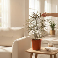 Plerandra elegantissima – False Aralia