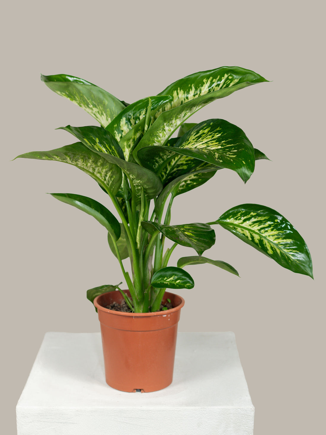 Tropic Snow (Dieffenbachia)