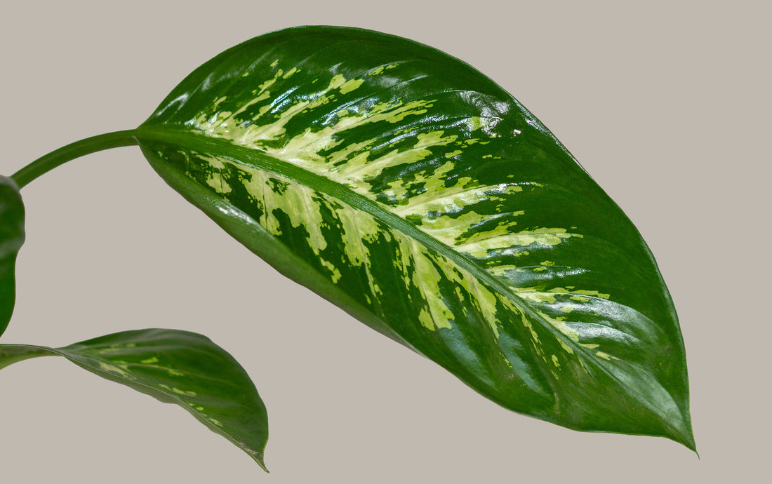 Tropic Snow (Dieffenbachia)