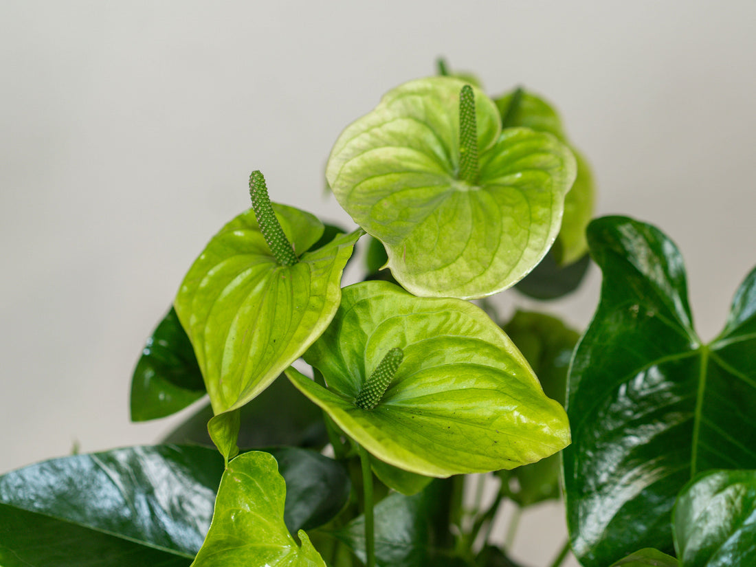 Anthurium (Samora)