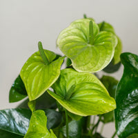 Anthurium (Samora)