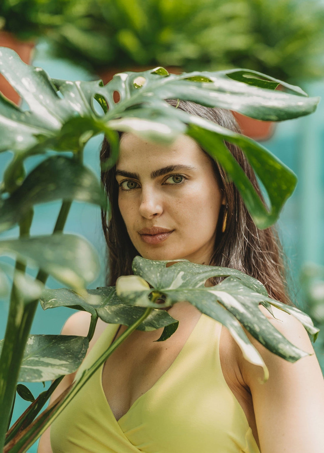 Monstera Thai Constellation