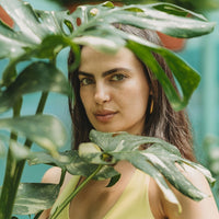 Monstera Thai Constellation