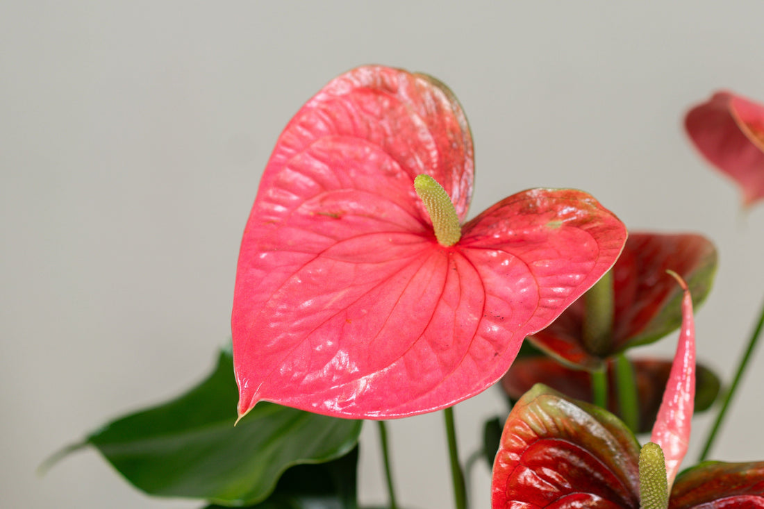 Anthurium (Colorado Pink)