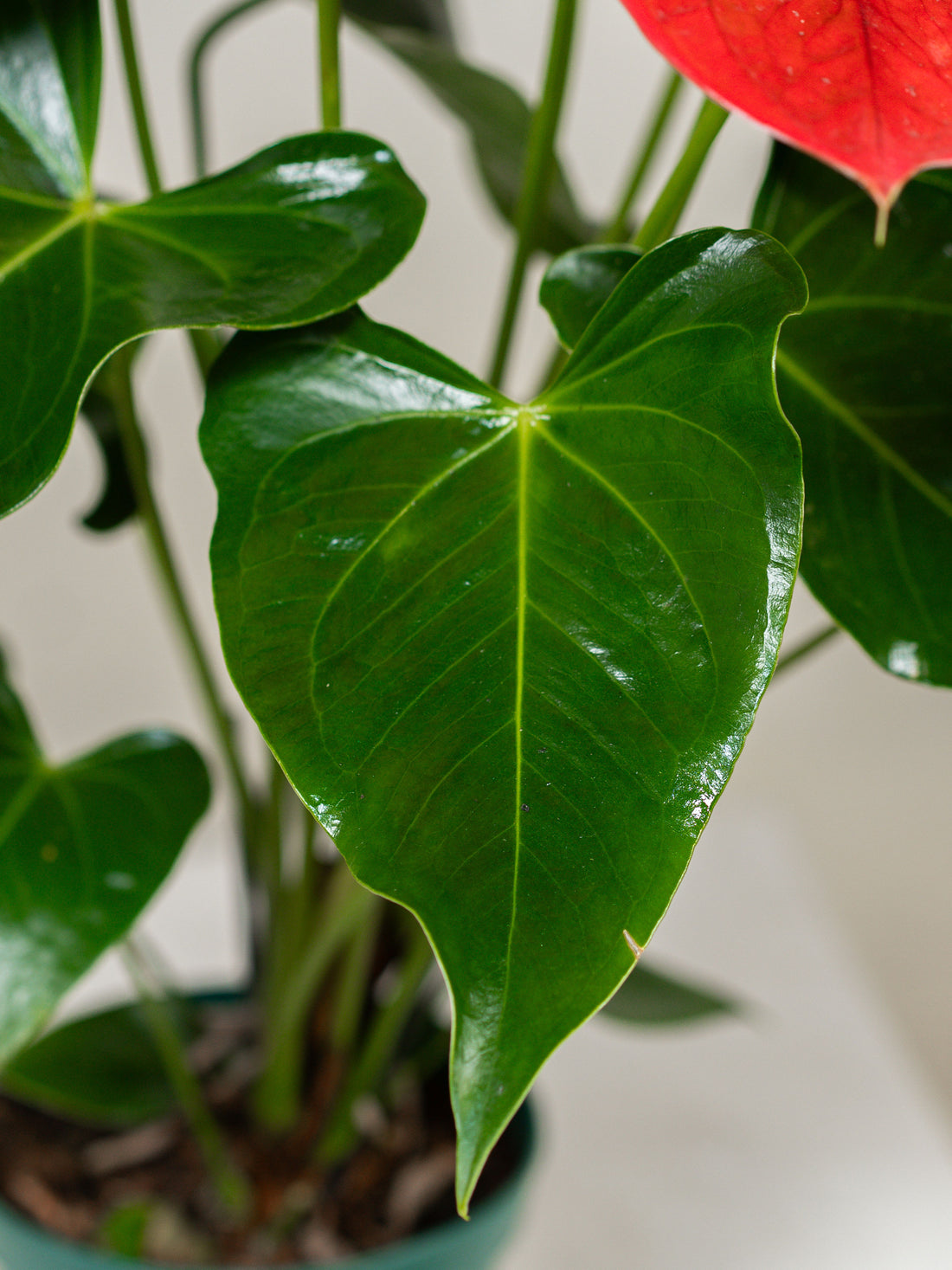 Anthurium (Jambo Red)
