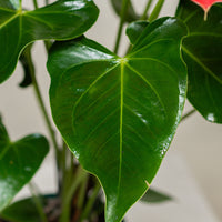 Anthurium (Jambo Red)