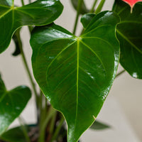 Anthurium (Jambo Red)