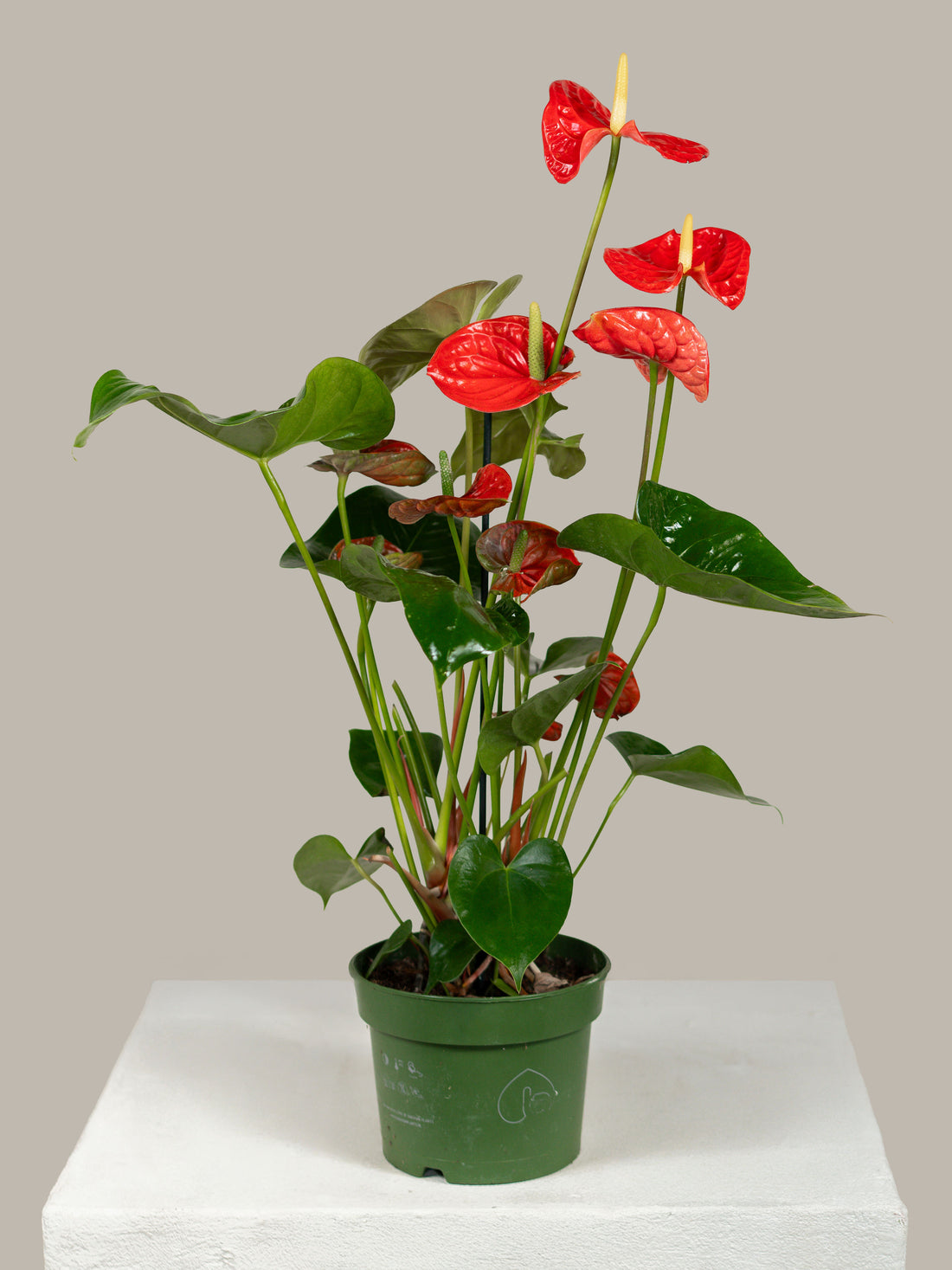 Anthurium (Jambo Red)