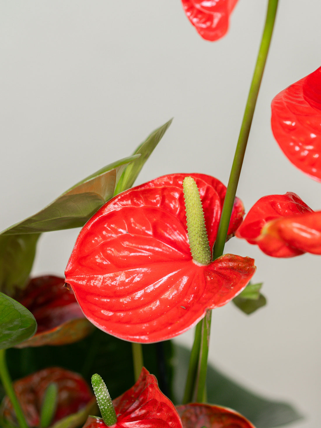 Anthurium (Jambo Red)