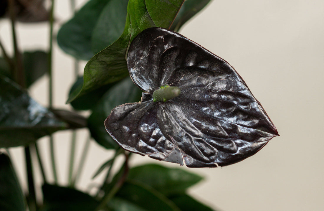 Anthurium (Black)