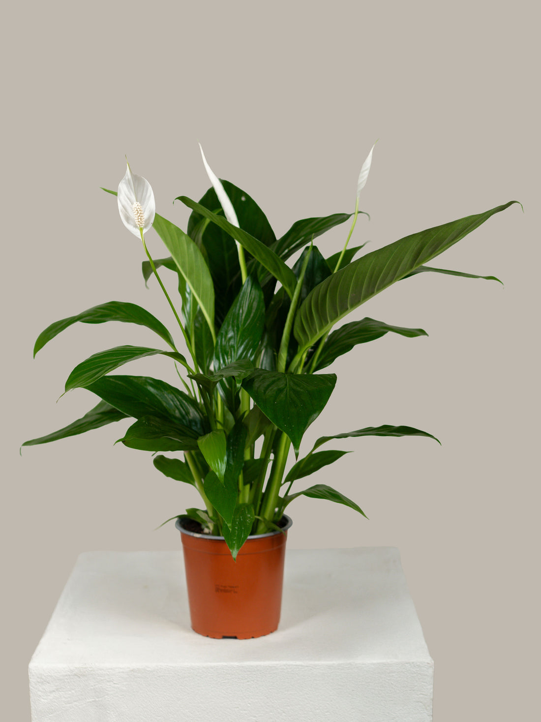 Spathiphyllum (Peace Lily)