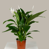 Spathiphyllum (Peace Lily)